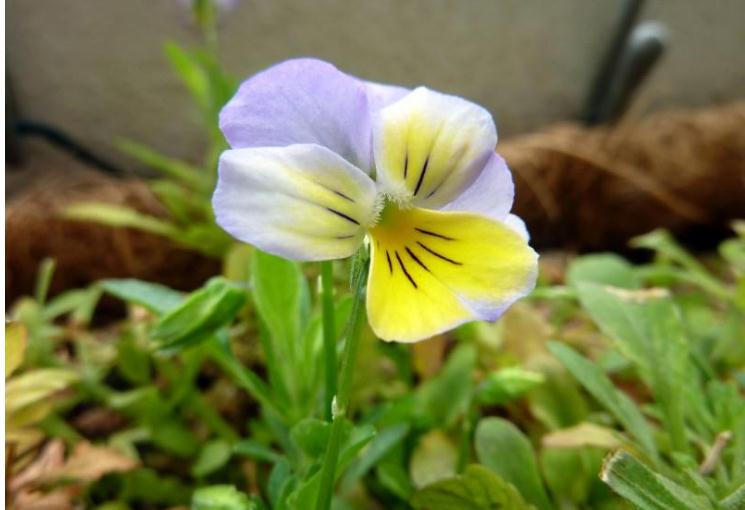 2022年上半年生肖属羊男事业运 “玉堂”助运势