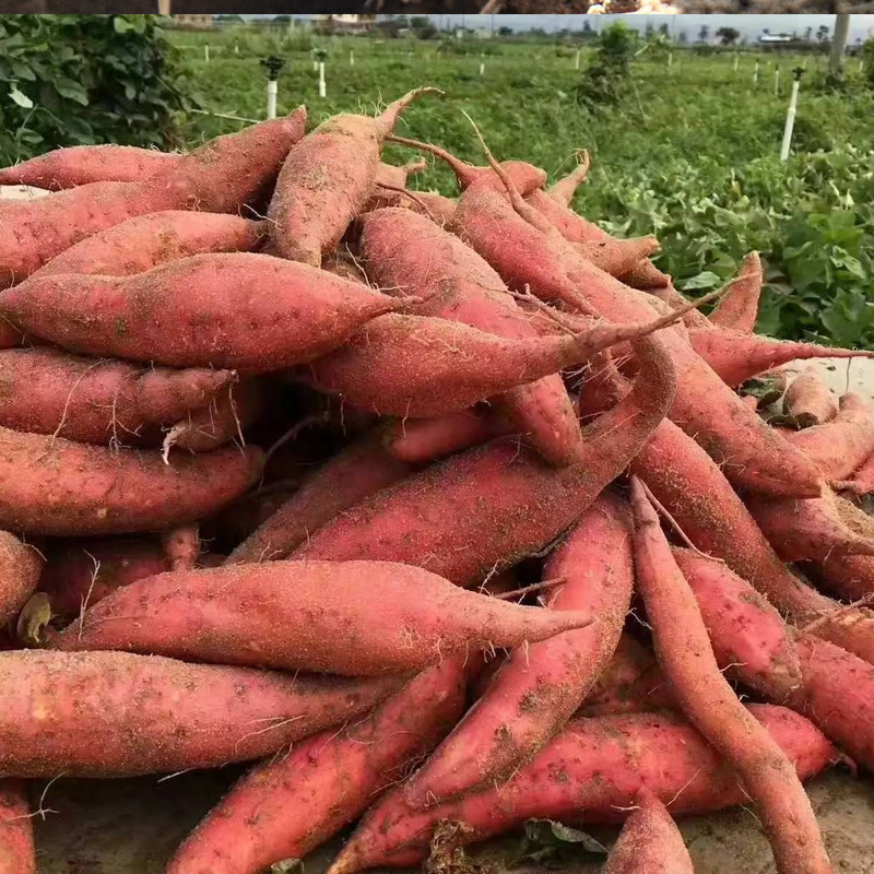 感恩节传统主菜