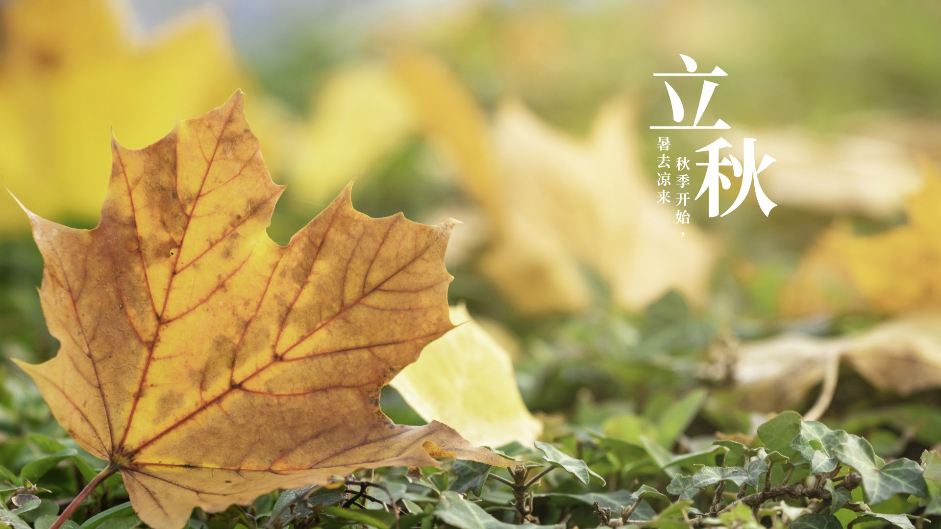 早立秋凉飕飕晚立秋热死牛什么意思