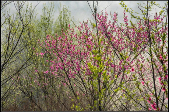 桃木剑摆放有什么讲究？ 没事在家里放桃木剑好吗?