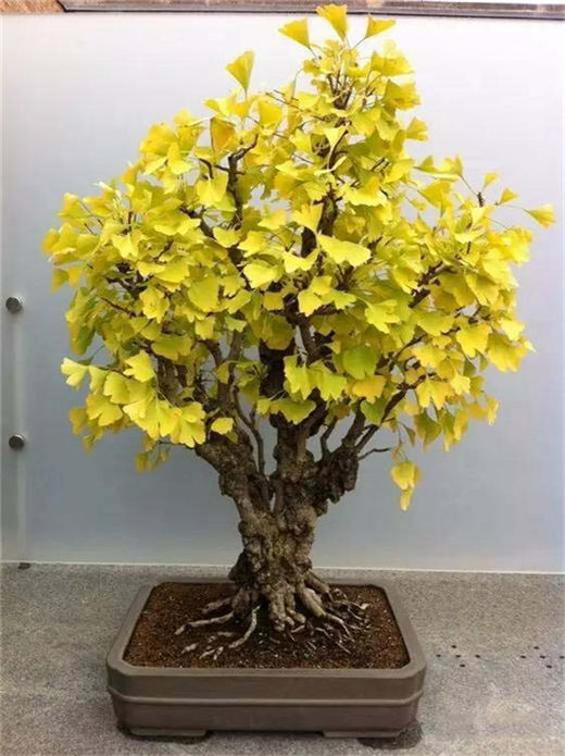 在风水学中招财猫是一种风水用品 招财猫的各种颜色代表什么含义 在风水学中招财猫是一种风水用品 招财猫的各种颜色代表什么含义