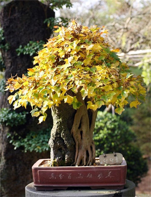 桃木剑适合什么人使用？ 几招教会你识别桃木剑