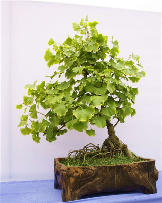 八卦镜是什么 有什么作用 八卦镜是什么 有什么作用