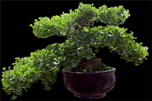 五帝钱是吉祥化煞用品 你知道五帝钱是怎么来的吗