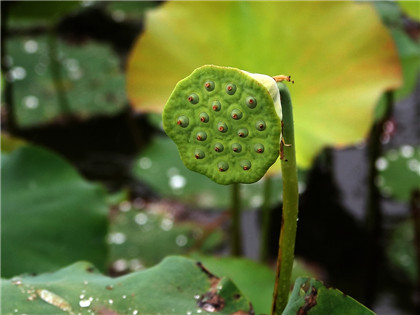 风水牛摆件的摆放禁忌 五大招教你识破禁忌