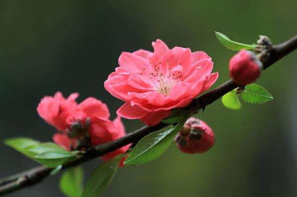 　　有网友在网上提问有关于佩戴和田玉的禁忌的问题，易德轩小编针对这个问题为你提供相关吉祥物摆件的问题解答，希望对你有帮助。 　　 　　　和田玉是一种重要的风水用品，在风水学中占有重要位置。古人讲佩玉为美，黄金有价玉无价。和田玉中含有大量矿物元素，所以有人常说人养玉玉养人，如果人的身体好长期佩玉可以滋润玉，玉的水头也就是折光度会越来越好，越来越亮。但是再美的事物也有自己的禁忌，你知道和田玉的禁忌吗？接下来就和小编看看这方面的相关内容。  风水用品  　　1 、不是你的玉，你就不要带在身上。自己的玉才能保护自己。  　　2、戴玉能逢凶化吉，相传玉会挡灾，有的人遇到了一些意外，但人没事，只是玉碎了，这就是玉在帮你挡灾。  　　3、最好不要戴古玉，特别是玉上有血沁的。玉是有记忆的，他上面可能记载着许多恩仇，有的人就是戴上古玉后开始长病，甚至会有梦魇。所以说古玉一般不佩带，这是规矩，带古玉出现各种情况的事情太多了。  　　4、玉和人在一起是要看缘分的，有缘玉就养人，若无缘即便佩戴也不一定能护佑你。  　　5、玉不能要人送佩戴过的。你收了别人送的玉，那玉并不是你的保护神。反而说难听点，是你在帮人挡灾。  　　6、新玉对主人很挑的，不会轻易成为谁的玉，所以有一些时候会出现刚开始佩戴新玉的时候会有些磕磕绊绊，感觉不是很顺。但是如果你在不顺的时候还是没有离开它，过段时间他就会承认你，然后开始庇护你。  　　7、玉是灵气的宝石。玉与人接触时间长了，就会慢慢的受人的影响，而人也会受玉的影响。如果,佩带者是个善人，那么他身上的玉就正面的力量充足，保人平安;若是恶人的话，则玉的戾气就会很重，反而会招祸。  　　8、古人云：君子无故，玉不离身。虽然这是对于君子品德的自省，但是自古以来，讲究戴玉不可轻取。自己带玉的朋友，尤其是从小开始带的，没有特殊原因最好不要拿下来吧。  　　9、老人家说古玉有记性的，所以戴玉要戴新坑的玉，老坑的玉谁知道以前是什么人戴的啊。玉通常只会忠于一个人，所以说别人佩戴过的玉不能带，尤其是古玉，陪葬的玉。  　　10、玉石如果碎了，一定它帮你挡过了灾难，要用红纸(布)包起来埋，这就是“葬玉”。之后最好再给自己请一块。  　　11、带玉不要带那种有血沁的，好多是不法商人，放在活猫活狗腹腔内，活埋在地下一段时间后形成的。  　　12、玉是有灵气的，戴在身上超过三个月就不要随便摘下来，送人就更不行了。  　　13、还有大家应该都知道了，男戴观音女戴佛。  　　玉器自古以来就是一种重要的饰品，古代贵族常常用它陪葬，和田玉更是这些玉器的佼佼者，戴上它的人显得高大上，但是和田玉也有着自己的使用禁忌，我们在佩戴时一定要小心谨慎，否则会给自己带来不幸。