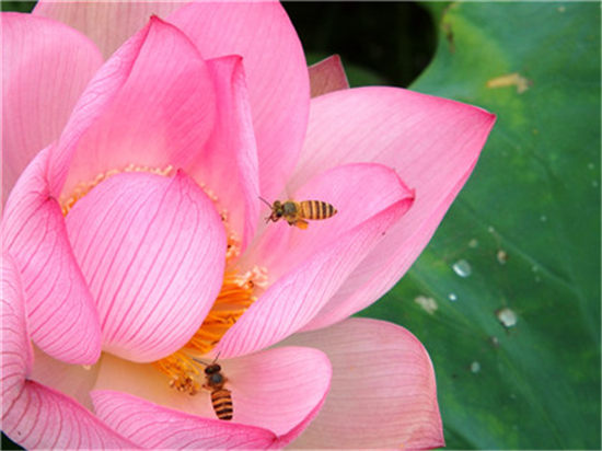 办公室如何摆放旺事业运的植物