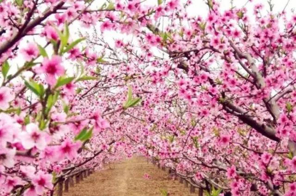 家中摆放花瓶的方法和禁忌