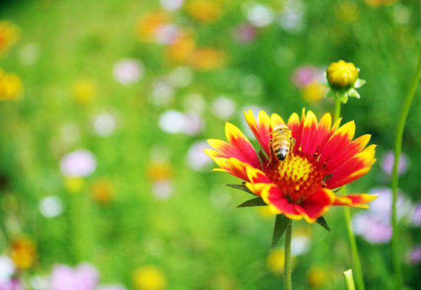 属猴2022年运势好吗 贵人吉星助攻解难