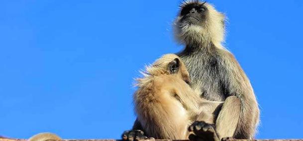 2022年属猴人的命运 生肖猴2022年运势大全