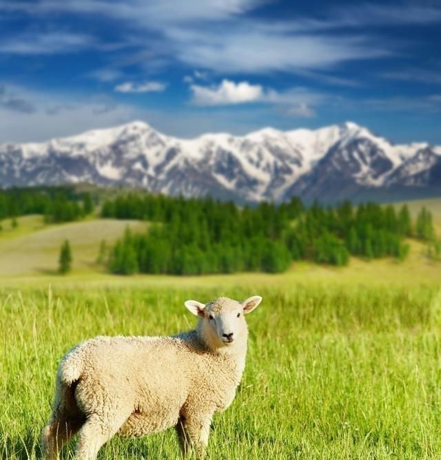 属羊人2022年运势运程79年