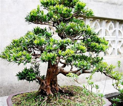 简介貔貅适合什么生肖人佩带