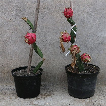 八字中什么情况属于木多？男人木多的性格怎样？