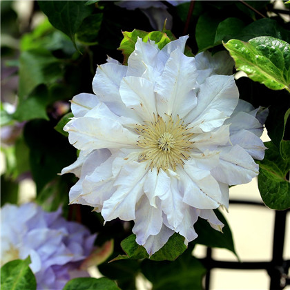 五帝古铜钱的摆放禁忌是什么?、五帝钱悬挂宅中财位有催财的功效