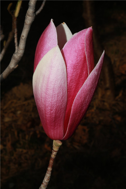详解九转乾坤吉祥物摆件的风水作用
