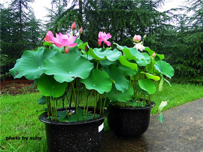 水晶球在风水中的作用，财位放白水晶簇可镇宅辟邪挡煞