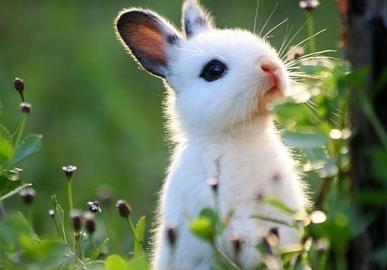 属兔人2022年虎年全年运势