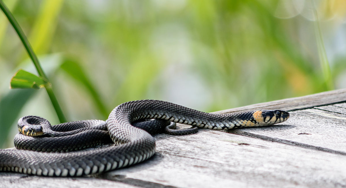 属蛇的人2022年受太岁影响财运低迷