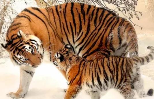 2022年犯太岁的四大生肖！如何化太岁?