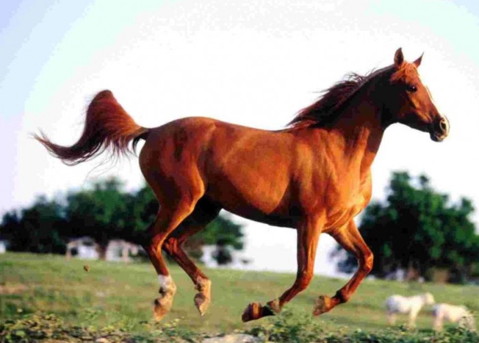 1954年属马人2022年整体运势