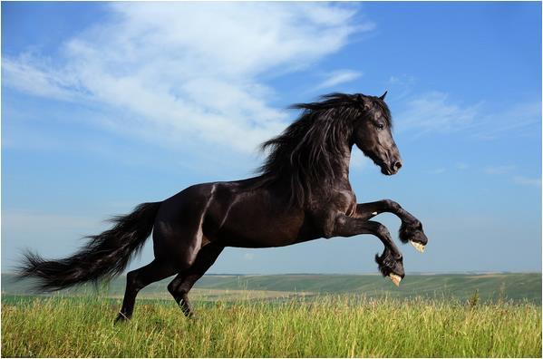 &#8203;属马的人2022年的运势及运程 升职加薪几率高