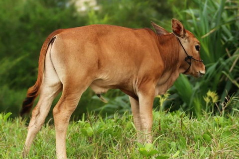 2022属牛人的全年运势如何 事业运不错财运有波动