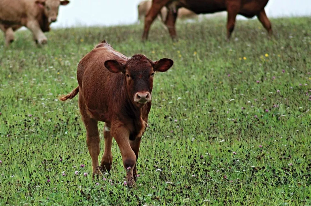 属牛人虎年运势2022