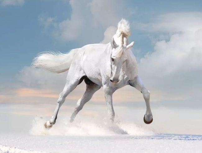 2022属马的今年运势怎么样？