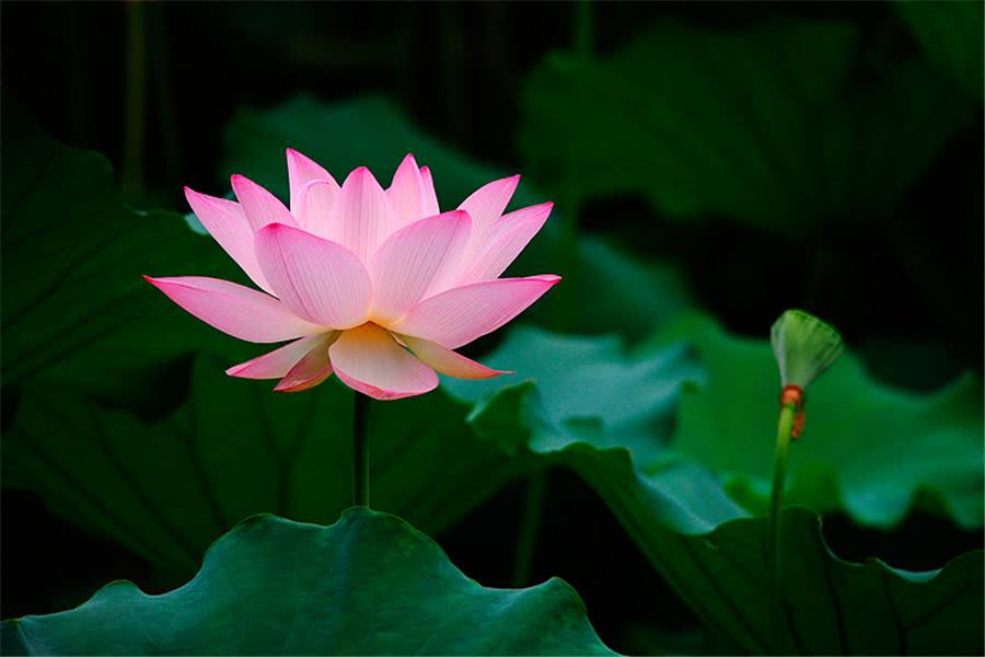 十二生肖每日运势解读 2021年10月14日