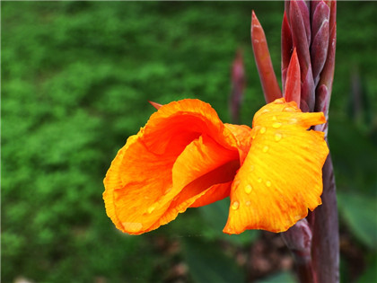 桃木剑摆放的禁忌以及作用