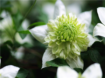 使用风水葫芦有什么禁忌？