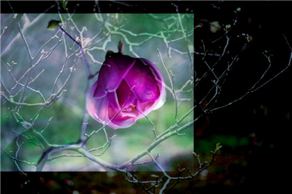 人参灵芝平安扣摆件有哪些寓意？