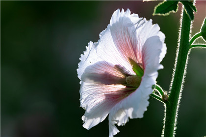 紫水晶的功效与作用禁忌