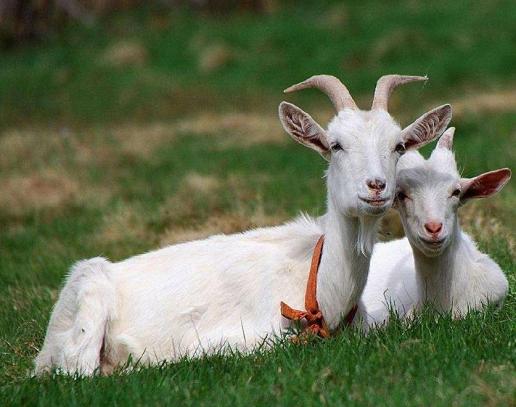 2003年属羊人2022年运势及运程