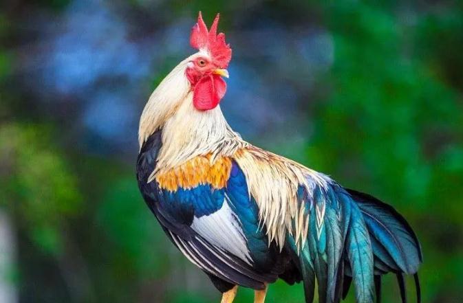 属鸡人：1981年出生的生肖鸡2021年运势分析