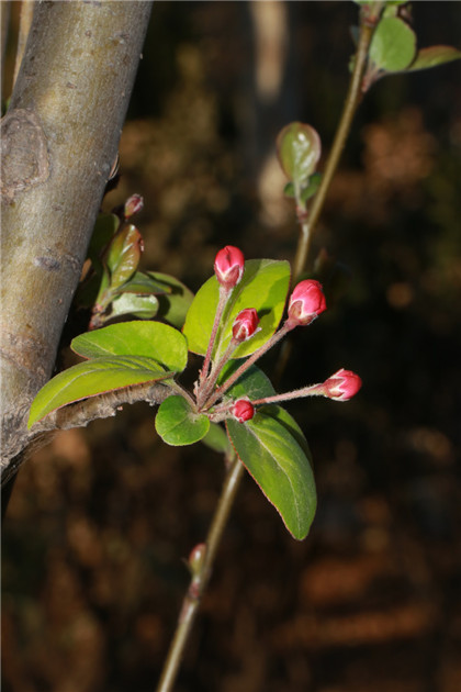 生肖属虎的人可以佩戴虎眼石吗？