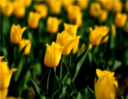 车里放招财猫好吗？车里放招财猫好不好？