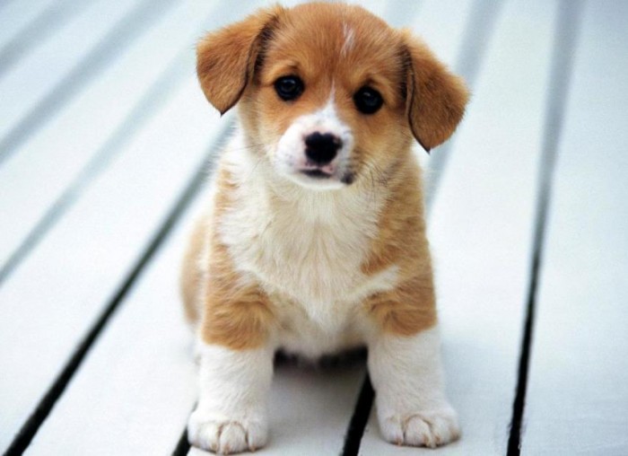 属狗2022年的运势及运程 吉星相助事业前景好