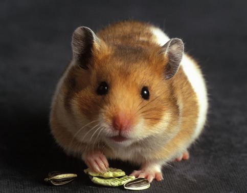 2022属鼠的全年运势 财运上遇到阻碍多