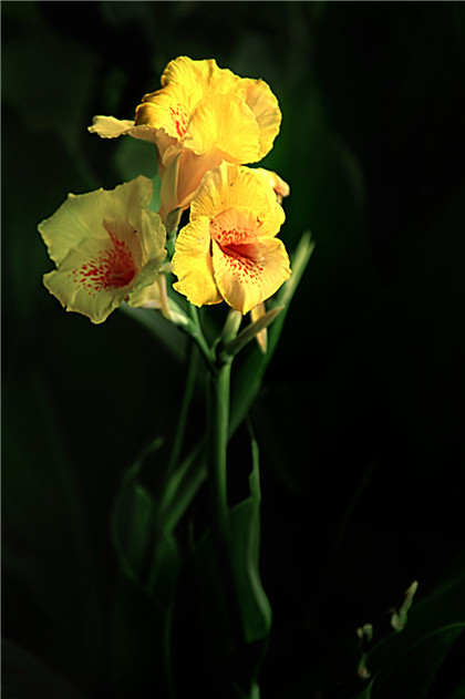 和田玉的平安扣好吗？和田玉的平安扣怎么样？