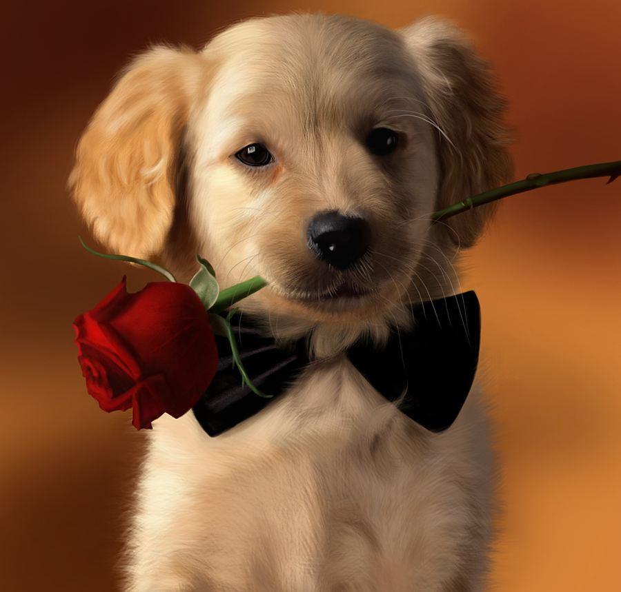 2022年生肖狗运势如何 吉星助力收入上涨