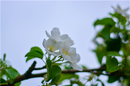 什么植物能化煞，什么植物能催旺？