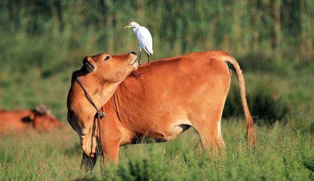 73年属牛2022年运势及运程 事业上困难重重