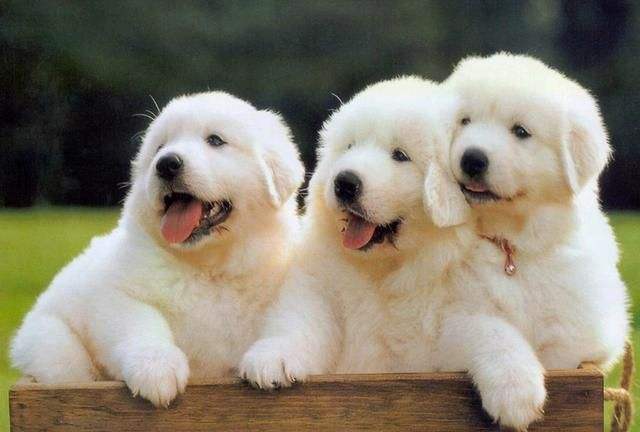 2022年属狗人的每月运势详解 4月事业财运发展顺遂