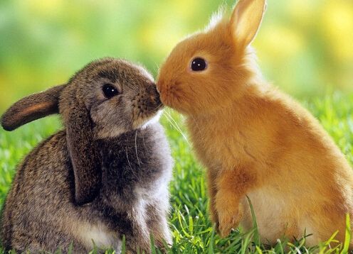 属兔今年运势2022年运势 财运上涨速度飞快