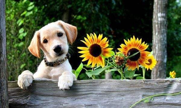 2022年生肖狗每月的运势 十月份喜事不断