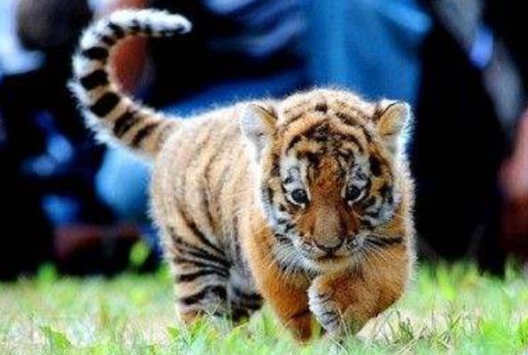 2022年属虎人的运势及运程 事业表现比较差劲