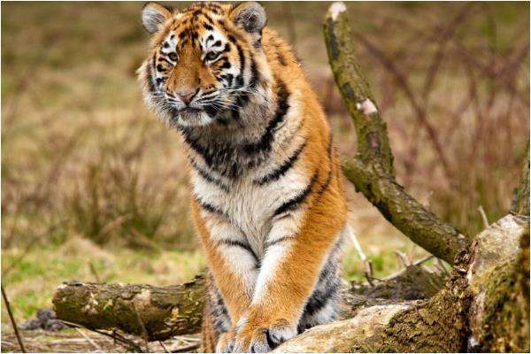 虎年的运势怎么样2022 事业运势不太好