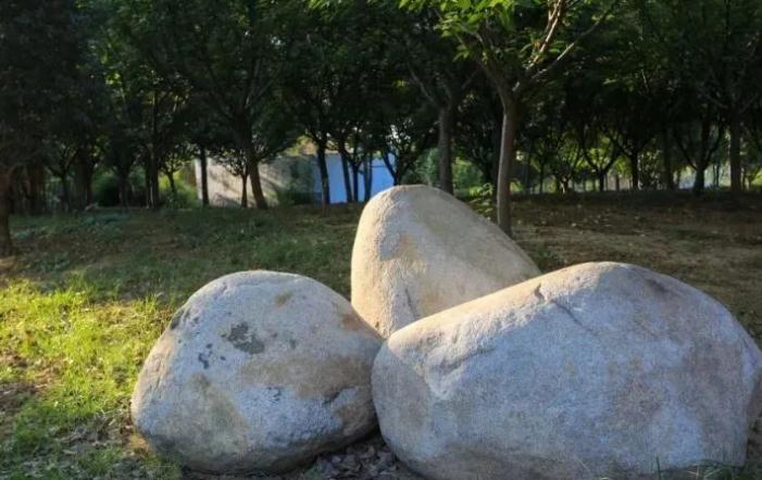 元宝树放在哪里能涨财运