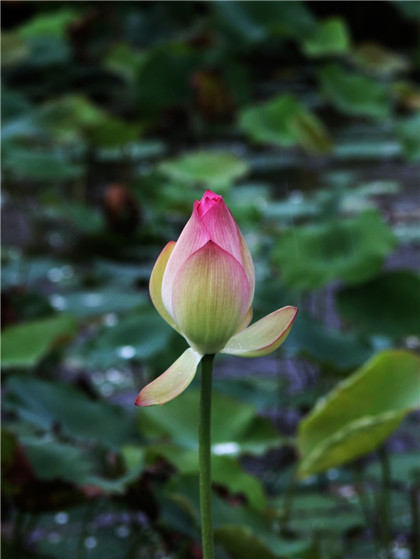 有哪些风水摆件旺财？